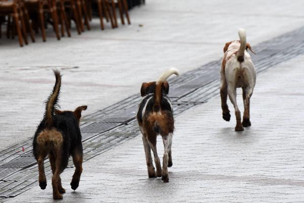 SAMI SEBI NANOSILI POVREDE, a tvrdili da su izujedali psi lutalice! 3 osobe u Jagodini uhapšene zbog prevare