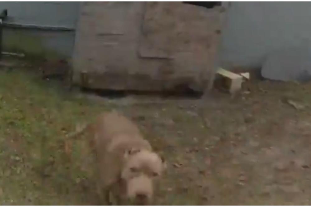 PIT BUL JE KRENUO PREMA POLICAJCU: Za to je platio NAJSTRAŠNIJU CENU! (VIDEO)