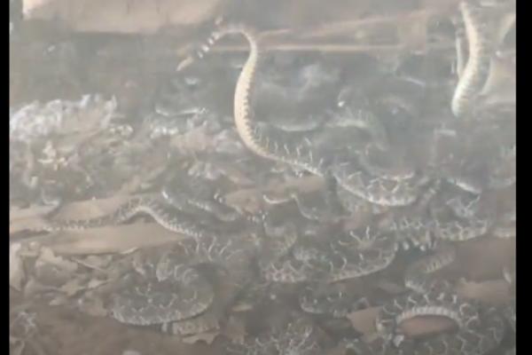 PRIMETILI SU DA SE NEŠTO MRDA ISPOD DRVENE KUĆICE:  Podigli su je viljuškarom i zgrozili se! (VIDEO)