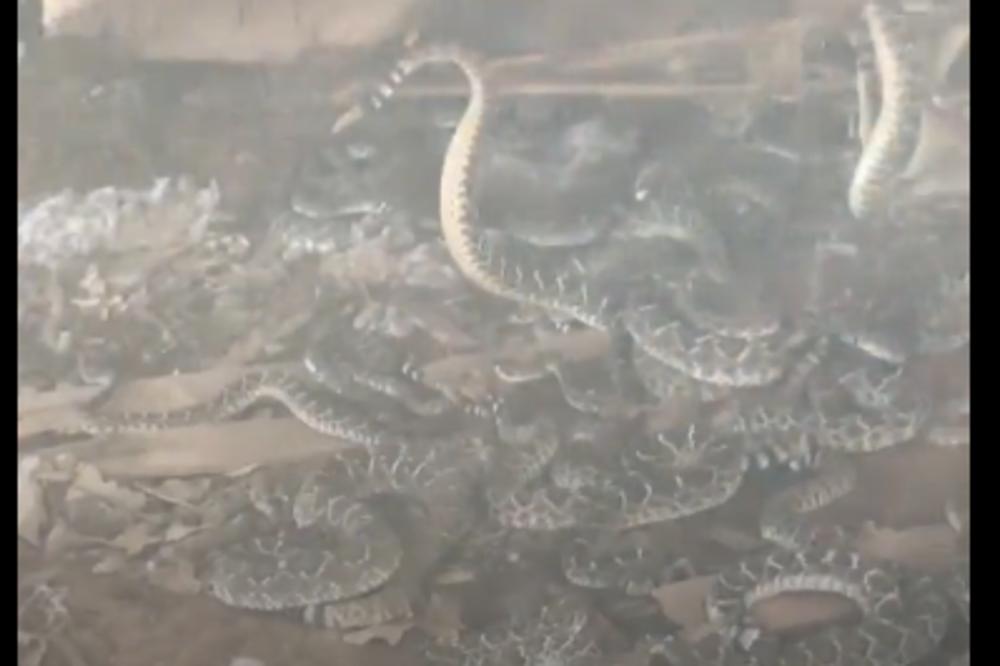 PRIMETILI SU DA SE NEŠTO MRDA ISPOD DRVENE KUĆICE:  Podigli su je viljuškarom i zgrozili se! (VIDEO)