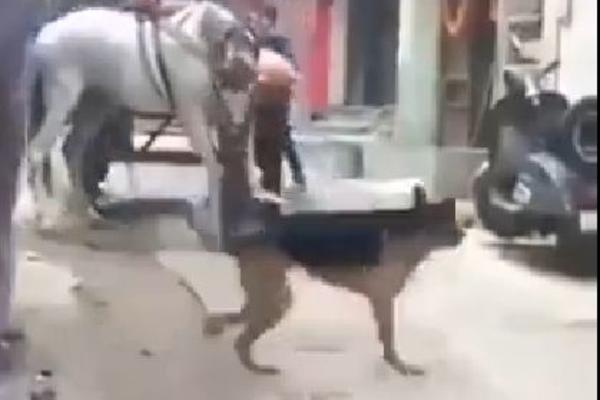 PIT BUL NAPAO KONJA NASRED ULICE I KIDA GA: Svuda vriska i krv, očajna scena, NIKO NIŠTA NE MOŽE DA URADI! (VIDEO)