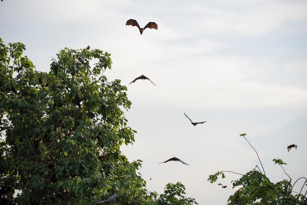 Genetskim testiranjem pronađeno je više sojeva virusa u svakom slepom mišu  