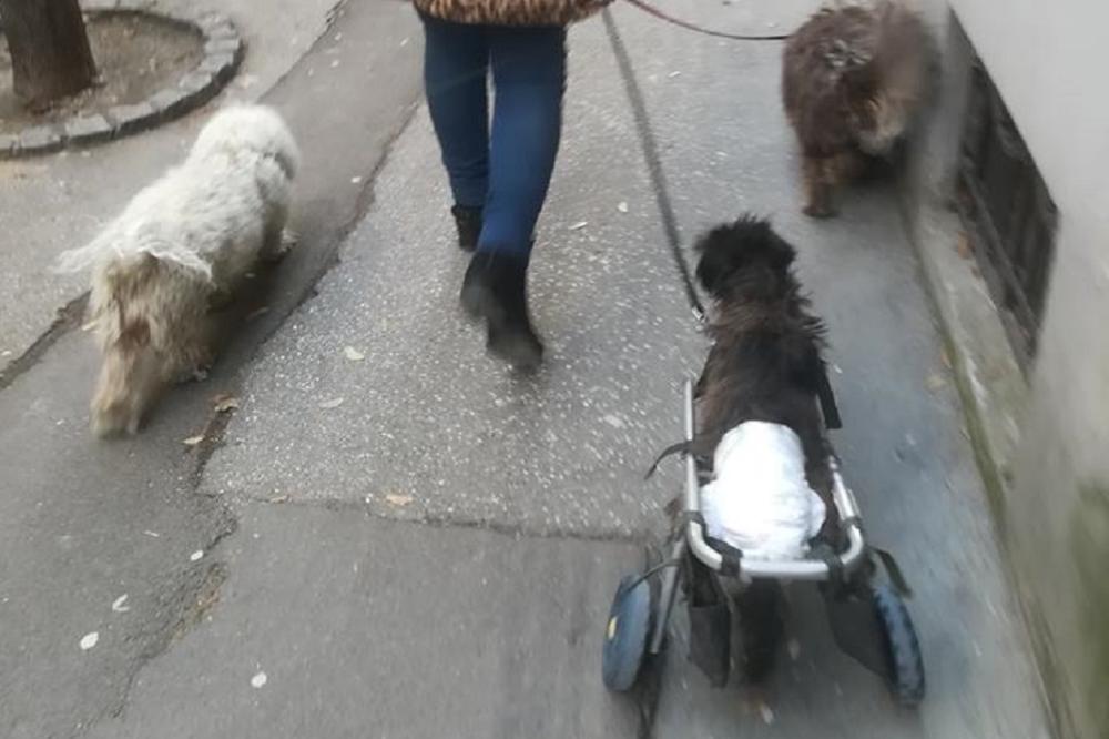 VEZALI SU GA ZA DRVO, PA SU MU POLOMILI NOGE: Ovaj pas je preživeo PAKAO, ali se onda pojavila ONA