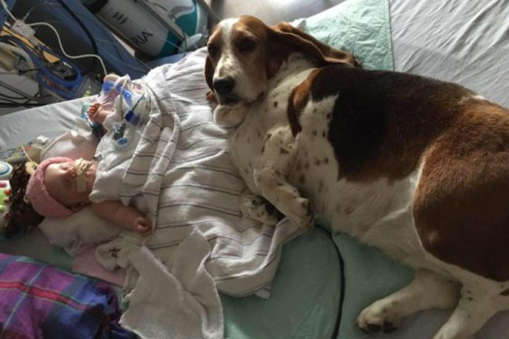 PAS OSETIO DA JE BEBA NA SAMRTI: Svi su plakali kad su videli šta je URADIO! Ovo slama i najtvrđa SRCA! (FOTO)