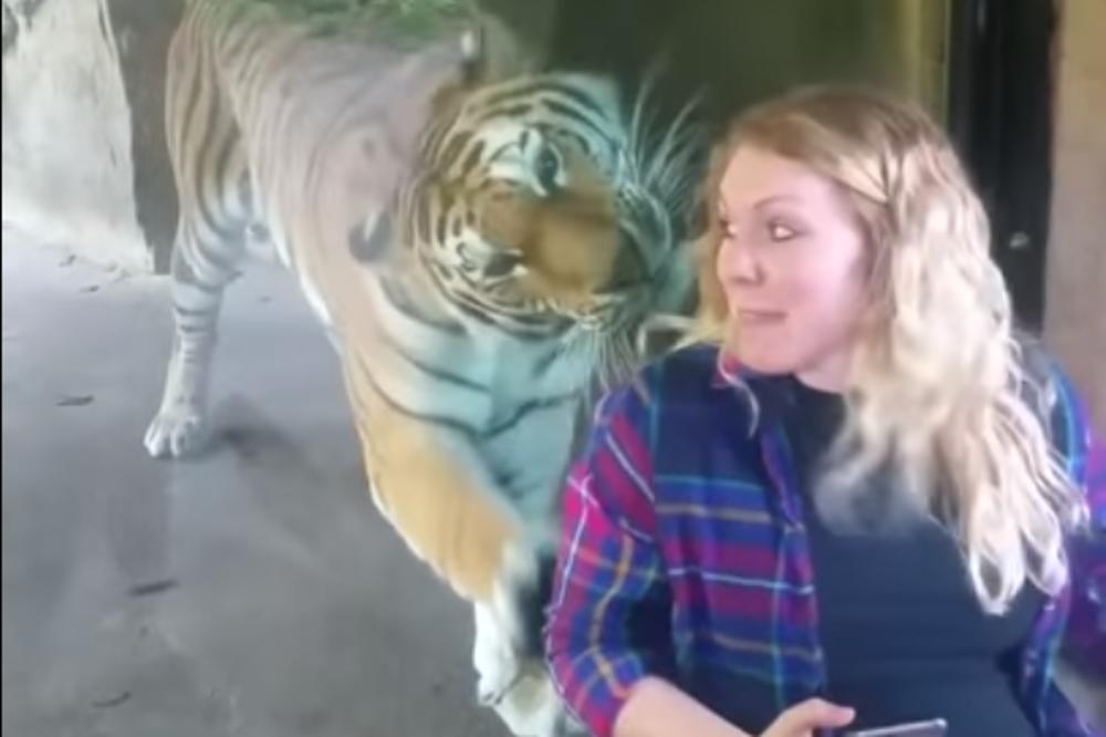 TRUDNICA HTELA DA SE SLIKA SA TIGROM: Reakcija životinje na njen STOMAK će vas OSTAVITI BEZ TEKSTA! (VIDEO)