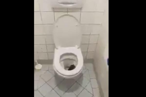 OVO JE POSLEDNJE ŠTO ŽELITE DA UGLEDATE U SVOM KUPATILU: U WC šolji se pojavilo nešto ODVRATNO! (VIDEO)