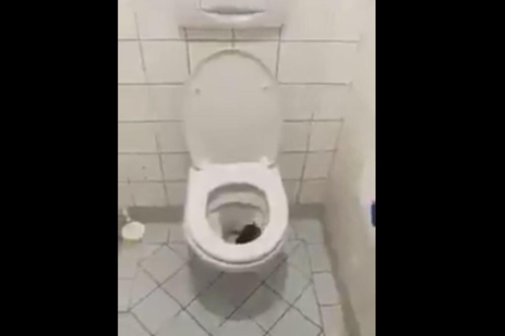 OVO JE POSLEDNJE ŠTO ŽELITE DA UGLEDATE U SVOM KUPATILU: U WC šolji se pojavilo nešto ODVRATNO! (VIDEO)