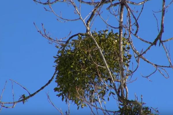 TRAVARI JE PLAĆAJU ZLATOM I KUNU SE U NJU: Kažu da leči rak, ali morate dobro paziti oko ove biljke!
