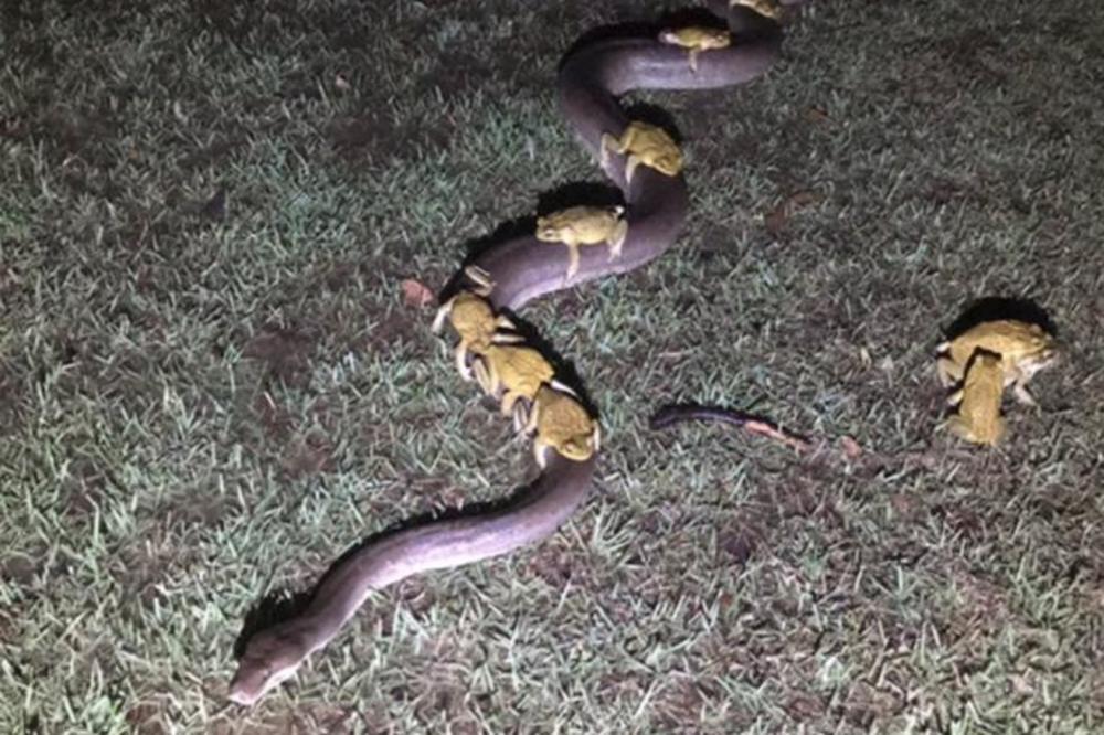 U NJIHOVOM DVORIŠTU POJAVIO SE PITON: Ono što je nosio na leđima, sve je prenerazilo! (FOTO)