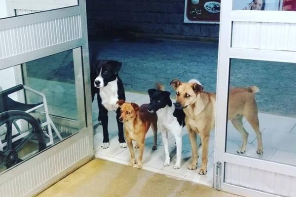 BESKUĆNIK JE ZAVRŠIO U BOLNICI, ALI GA NJEGOVI VERNI PRIJATELJI NISU NAPUSTILI! Ovaj prizor je rasplakao svet