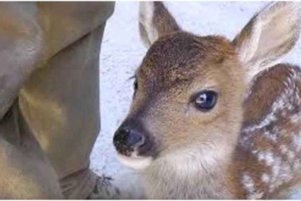 ZAUSTAVIO JE KAMION JER JE MISLIO DA JE LANE POVREĐENO: Kada mu je prišao, usledilo je pravo IZNENAĐENJE! (VIDEO)