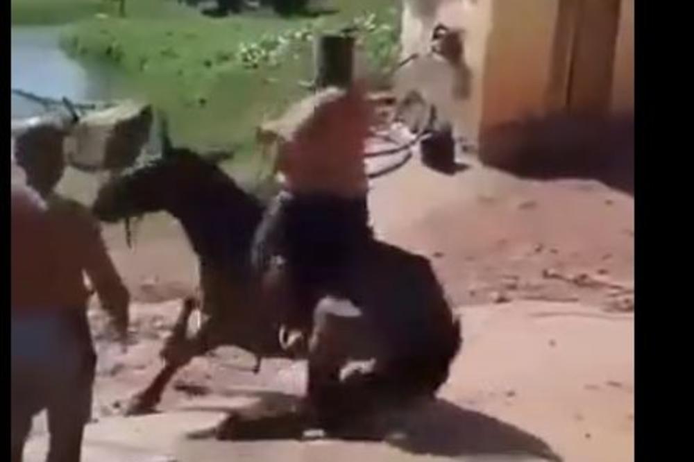 DEBELJKO OD 200 KG POKUŠAO DA SE POPNE NA KONJA: Životinja je uradila ONO ŠTO JE MORALA DA URADI! (VIDEO)