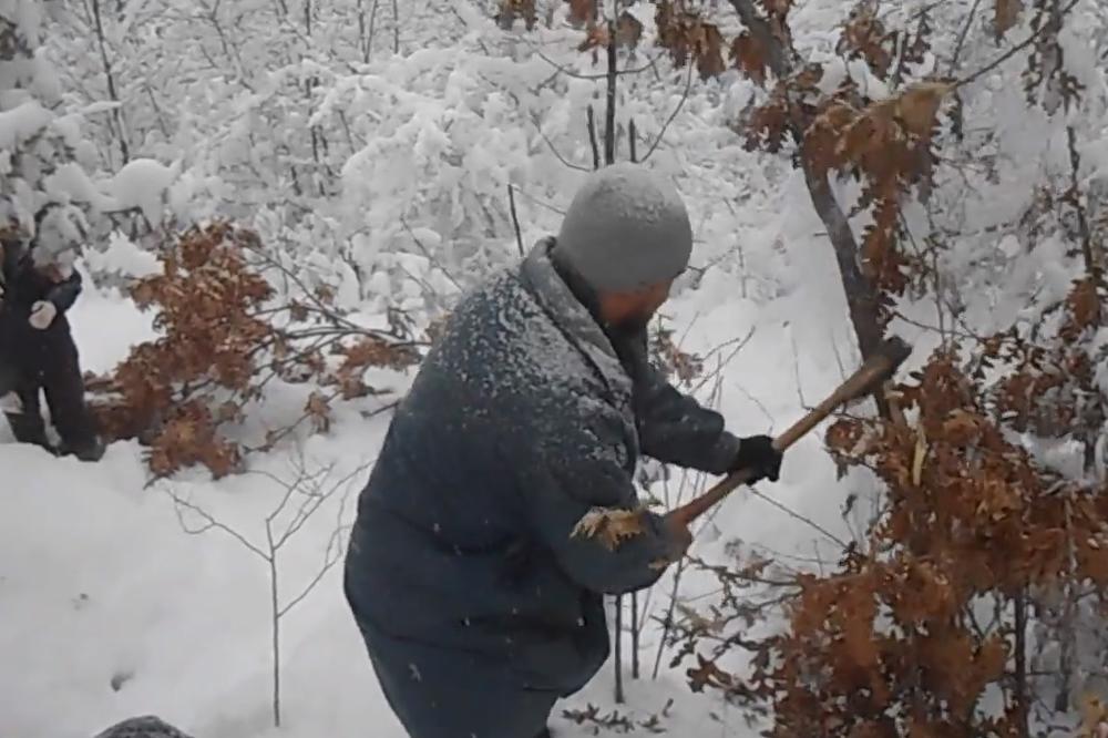 KAKO SE PRAVILNO SEČE BADNJAK: Detaljni vodič kako se bira PRAVO STABLO i koja je simbolika svega toga
