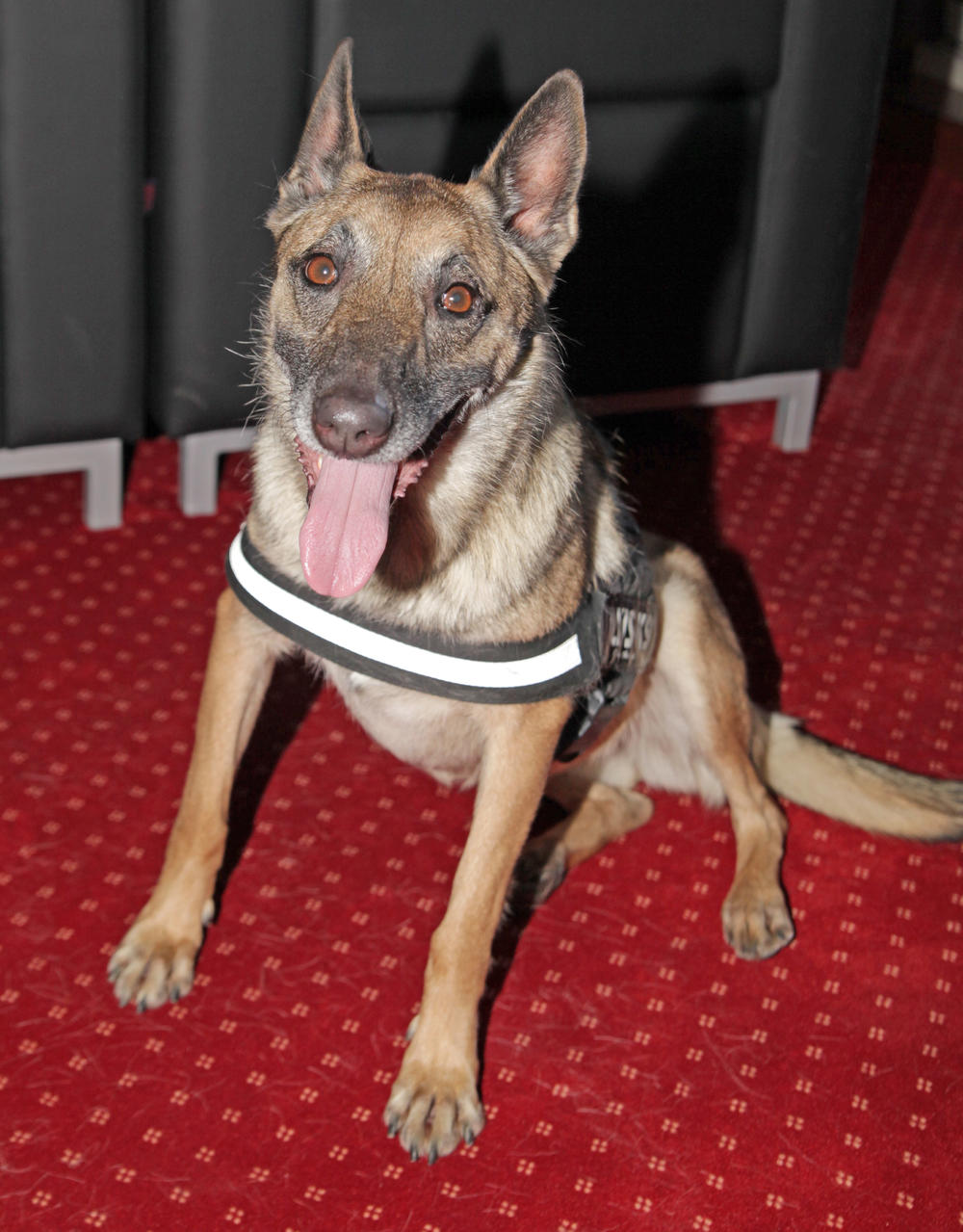 Hera je ravnopravni član tima  