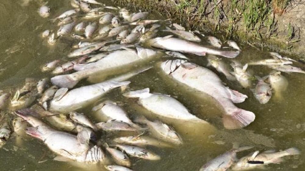 U videu on govori o strašnoj ekološkoj katastrofi koju čovek pravi i na taj način ubija ribe i zagadjuje okolinu  