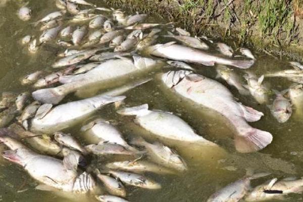 OGROMAN POMOR RIBE KOD SLAVONSKOG BRODA: Stanovnici se žale na smrad i lešine!