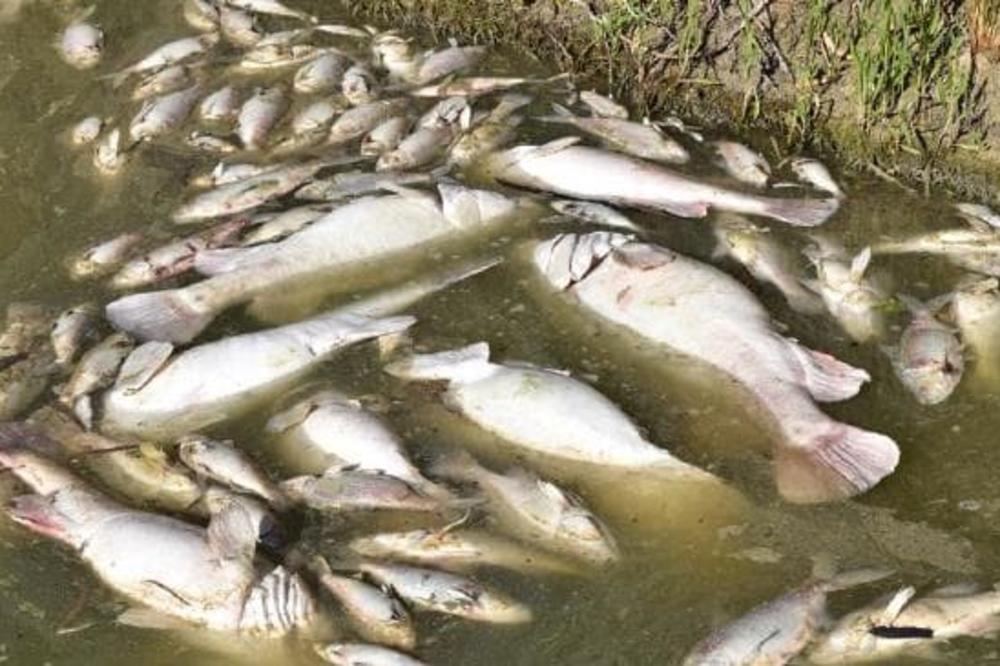 OGROMAN POMOR RIBE KOD SLAVONSKOG BRODA: Stanovnici se žale na smrad i lešine!