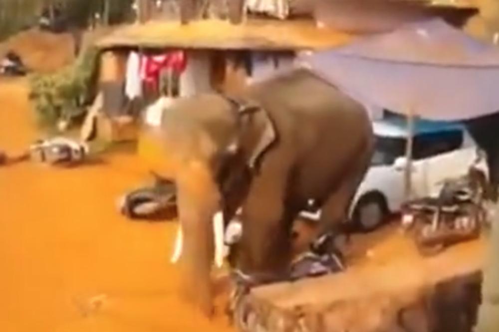 DA LI STE IKAD VIDELI RAZJARENOG SLONA? Pogledajte, prizor je jedan OD NAJSTRAŠNIJIH U PRIRODI! (VIDEO)