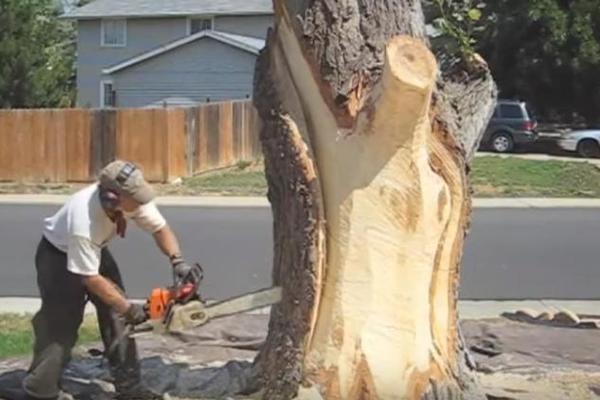 NASTRADAO ČOVEK DOK JE SEKO DRVA! Na njega pala grana i nije mu bilo spasa