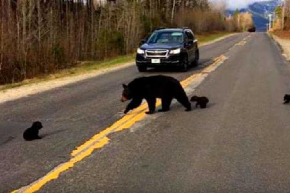 MEDVEDICA SA MLADUNCIMA NIKAKO NIJE MOGLA DA PREĐE PUT: Kad su shvatili zašto, SRCE im se steglo! (VIDEO)
