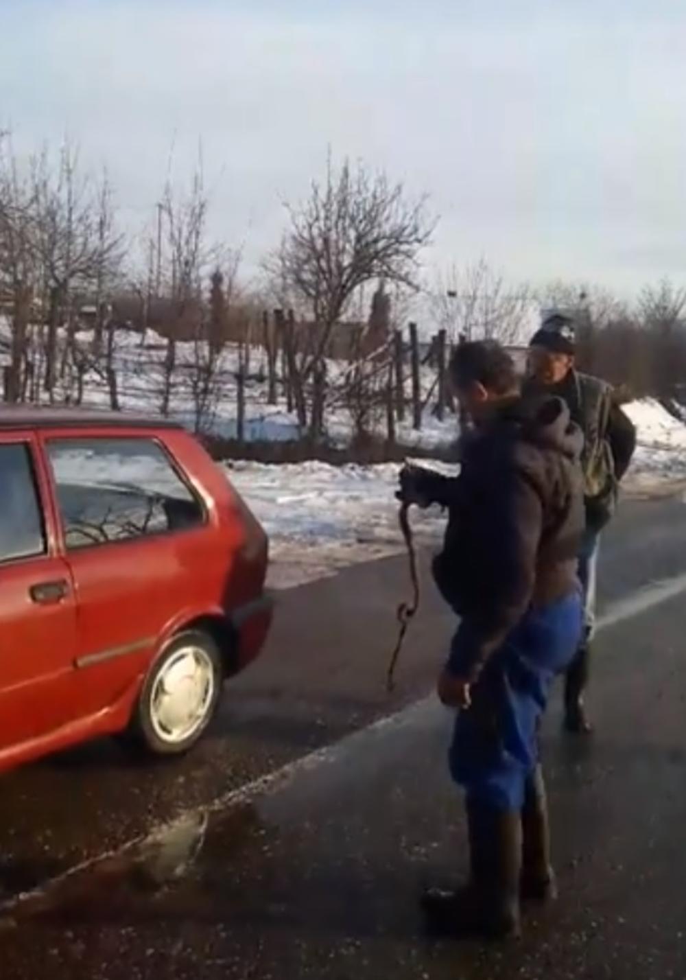 Hrabri meštanin je uhvatio zmiju    