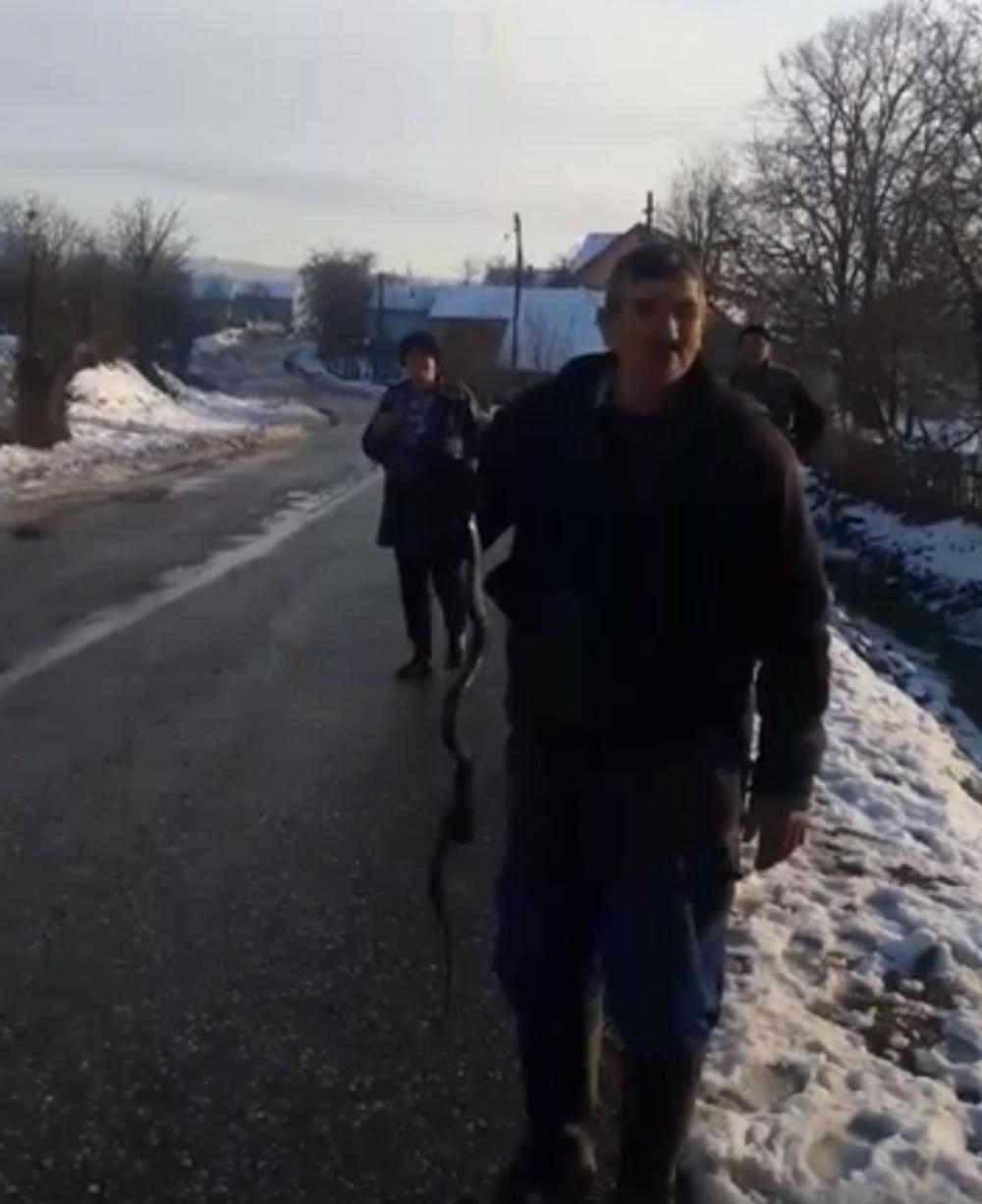 Hrabri meštanin je uhvatio zmiju  
