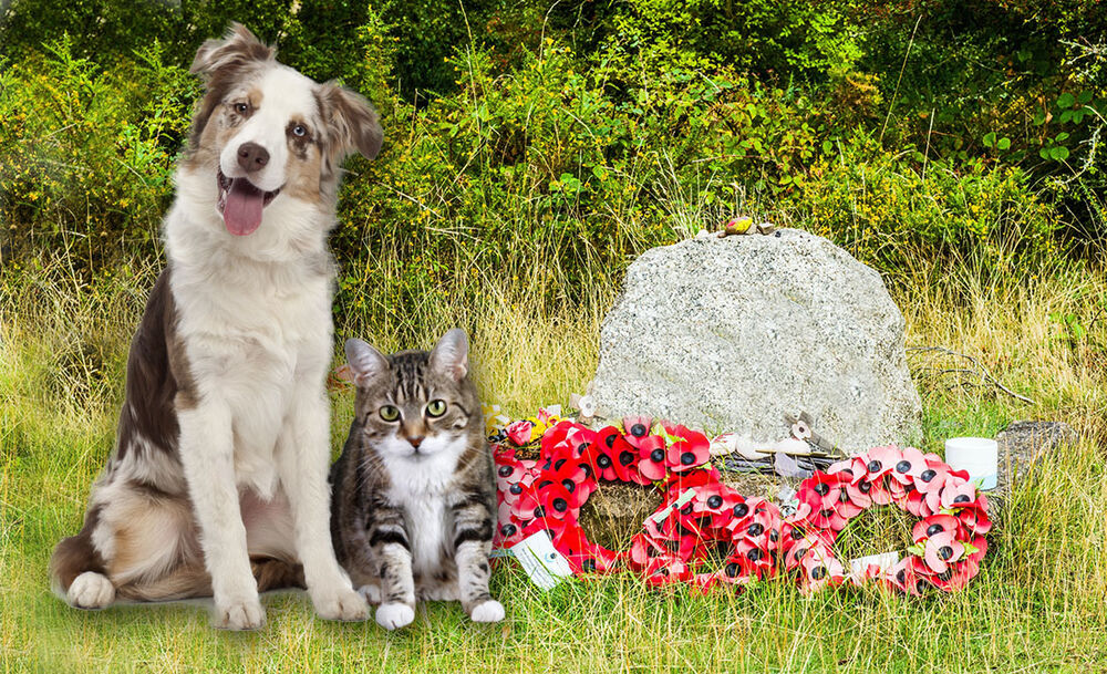 Groblje za kućne ljubimce/Ilustracija