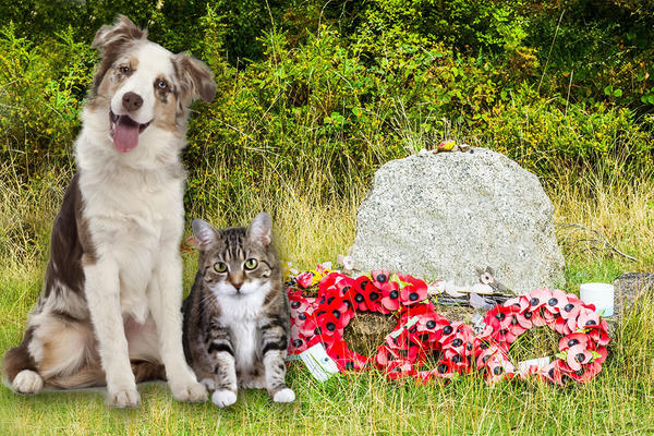 ŠTA SA UGINULIM KUĆNIM LJUBIMCIMA U SRBIJI? Beograd konačno dobija GROBLJE KUĆNIH LJUBIMACA, evo i gde (FOTO)