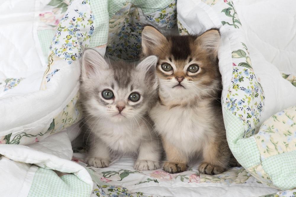 VETERINAR OTKRIO ZAŠTO U FEBRUARU SVE MAČKE "PEVAJU", A SIJAMSKE ZAPOMAŽU: Ovo sigurno NISTE ZNALI