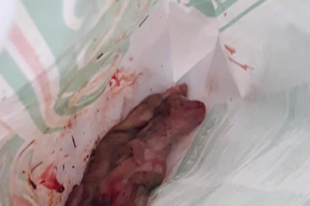 MONSTRUOZNO: Neko je ženi koja brine o PSIMA u dvorište bacio ČIST UŽAS! (FOTO)