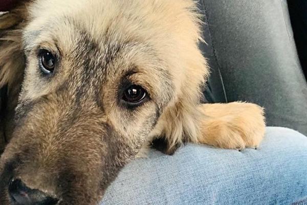 ZAŠTO SE PAŠA ZOVE BAŠ TAKO? Putin od Vučića dobija šarplaninca S TURSKIM IMENOM, ovo je razlog! (FOTO)