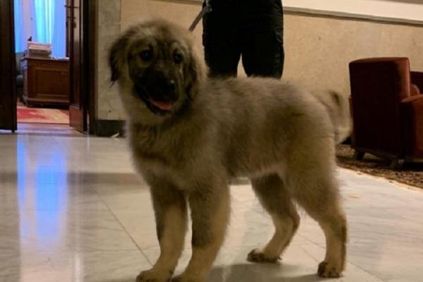 MALI PAŠA NA AERODROMU ČEKA LIDERA RUSIJE! Šarplaninac koga će Vučić pokloniti Putinu kriju OVU SIMBOLIKU (FOTO)