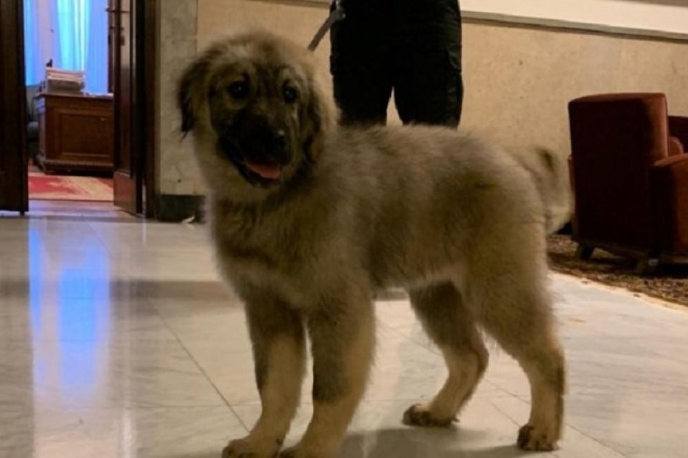 MALI PAŠA NA AERODROMU ČEKA LIDERA RUSIJE! Šarplaninac koga će Vučić pokloniti Putinu kriju OVU SIMBOLIKU (FOTO)