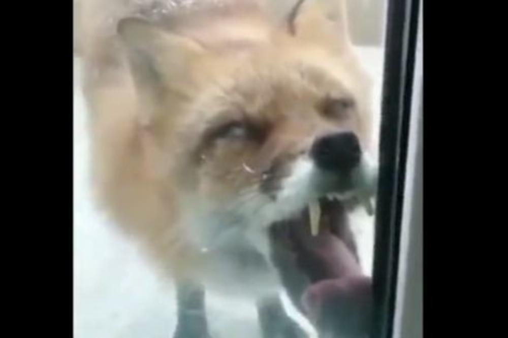 ČUO JE DA NEŠTO GREBE PO VRATIMA: Onda je ugledao NAJJEZIVIJI PRIZOR NA SVETU! (VIDEO)