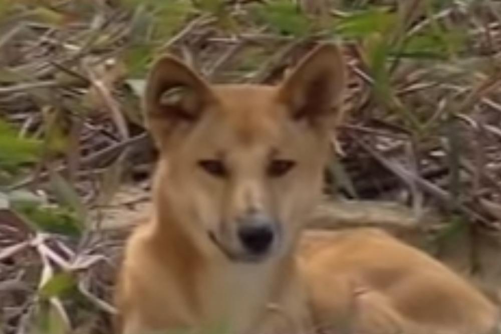 DIVLJI PSI OKRUŽILI DEČAKA (6) NA PLAŽI: Jedan DINGO ga je ujeo za nogu!