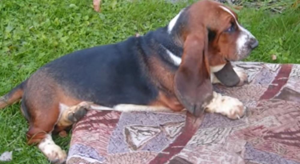 Rasa pasa Baset u normalnim uslovima    