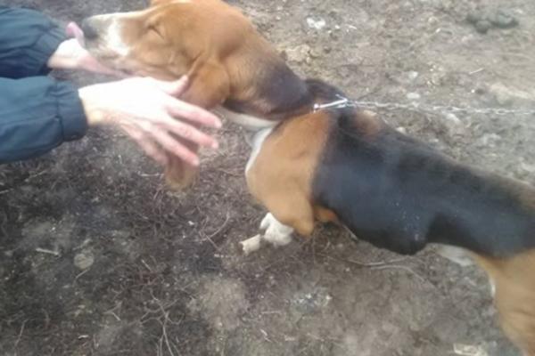 GAZDA PSA VASE JE TEŠKO BOLESTAN, OVA DRAGA KUCA DANIMA NIŠTA NE JEDE: Najpotresnija priča u Srbiji!