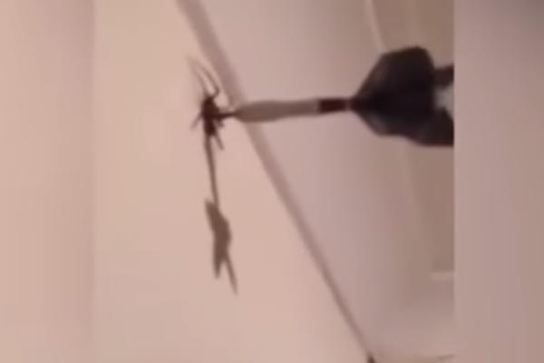 NANIŠANIO JE I UBIO PAUKA STRELICOM ZA PIKADO: Muškarac zbog svog postupka izazvao OSUDU javnosti! (VIDEO)