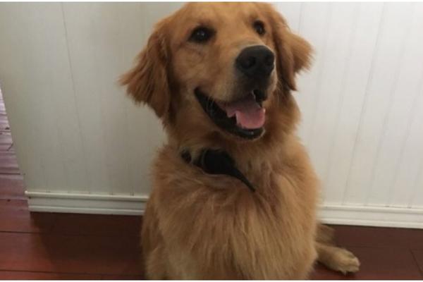 POLICIJSKI PAS SE PREDOZIRAO NA TEHNO ŽURCI: Kruzer pun DROGE umalo ga koštao ŽIVOTA! (FOTO)