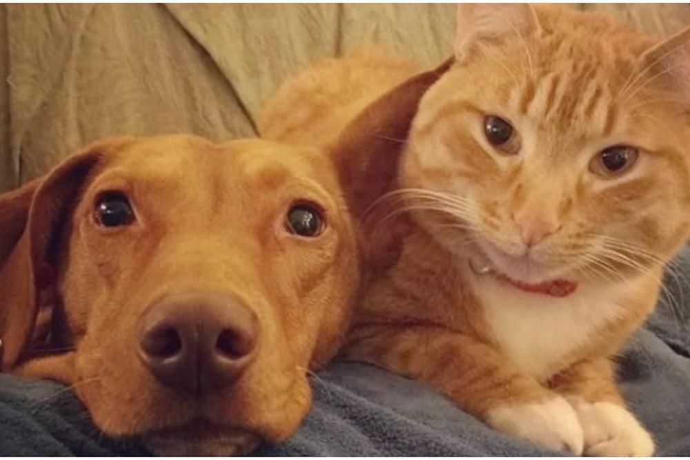 POSTAVILA JE KAMERU KAKO BI SAZNALA ŠTA RADE NJENI LJUBIMCI KADA SU SAMI: Ono što je videla nikako nije očekivala!