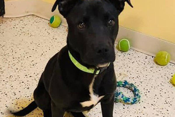 ŽELJA ZA ŽIVOTOM JAČA JE OD SVEGA: Rudolf se probudio nakon uspavljivanja i postao NAJŽELJENIJI PAS!