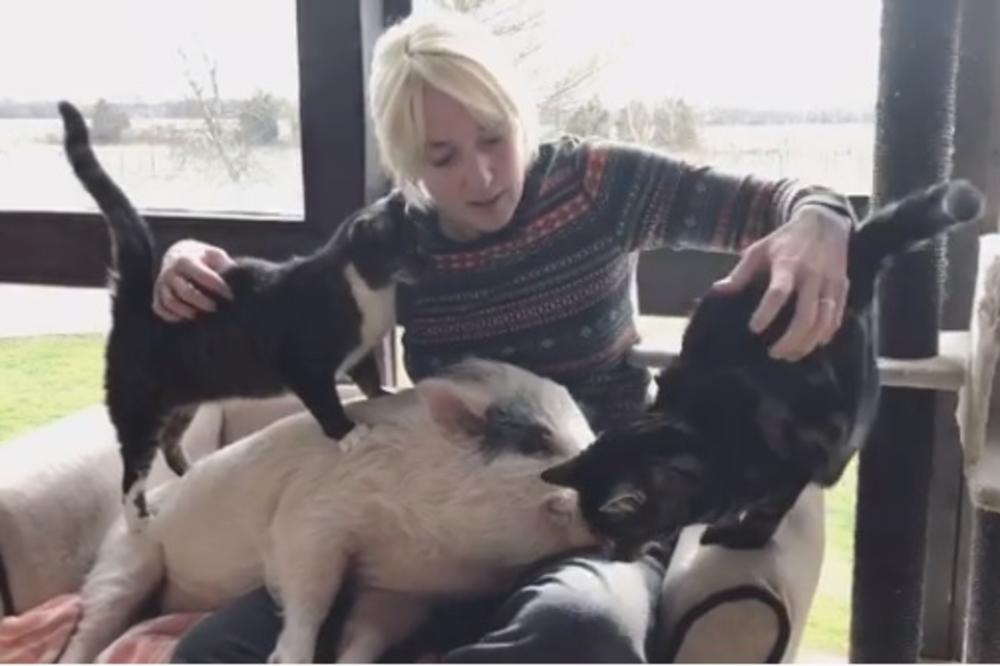 ALERGIČNA JE NA ŽIVOTINJE, ALI IH JE SPASILA 300! Pruža im utočište da ne bi završile u KLANICI! (FOTO)