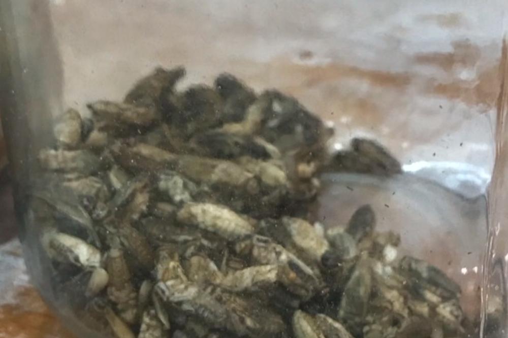 HLEB SA POSEBNIM SASTOJKOM: Ova pekara pravi neobično testo, a kada čujete glavni sastojak, SMUČIĆE VAM SE!