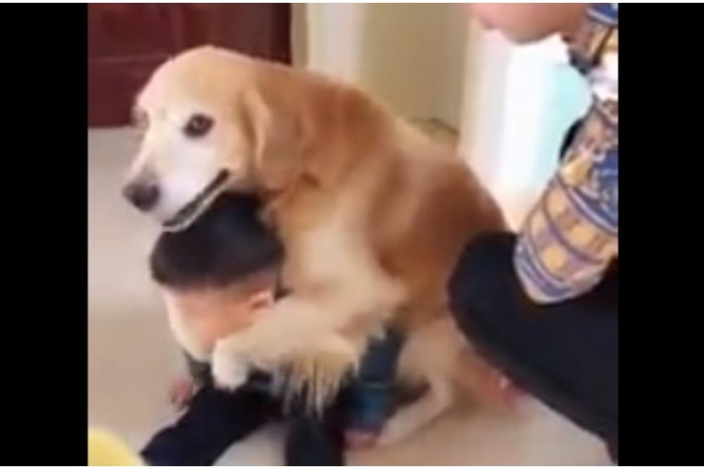 PAS BRANI DEČAKA I ŠTITI GA ŠAPAMA: Ovaj video raznežiće i najtvrđa srca! (VIDEO)