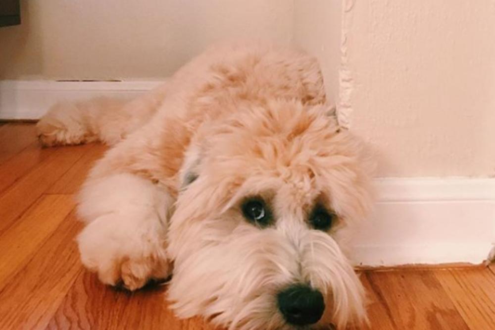 REKLI IM DA JE LJUBIMAC NA SIGURNOM, A ON UMRO: Šetač pasa zataškao sve, vlasnicima ZAPRETILI!