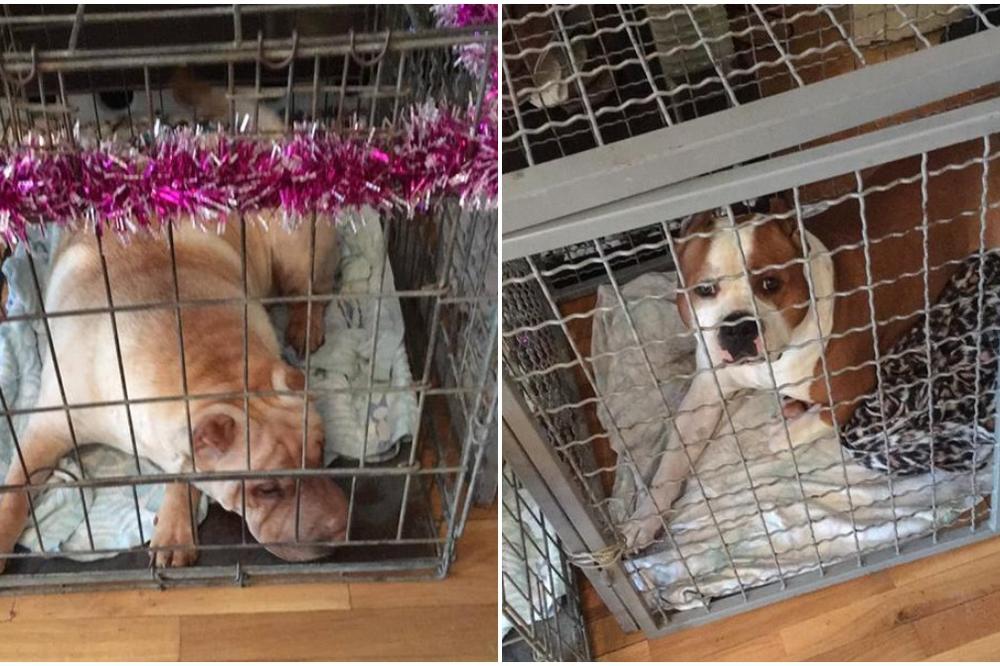 MAKSA I BEBU SU HTELI DA  USPAVAJU DOK IM GAZDARICU IZBACUJU IZ KUĆE: Velika drama u Kaluđerici! (VIDEO)