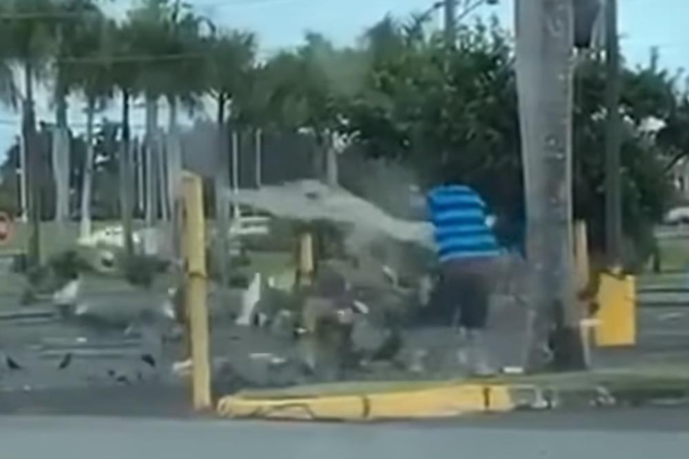 PECAO GOLUBOVE NA PARKINGU, PA IH UBACIVAO U GEPEK: Ono za šta ih koristi je zaista GROZNO! (VIDEO)