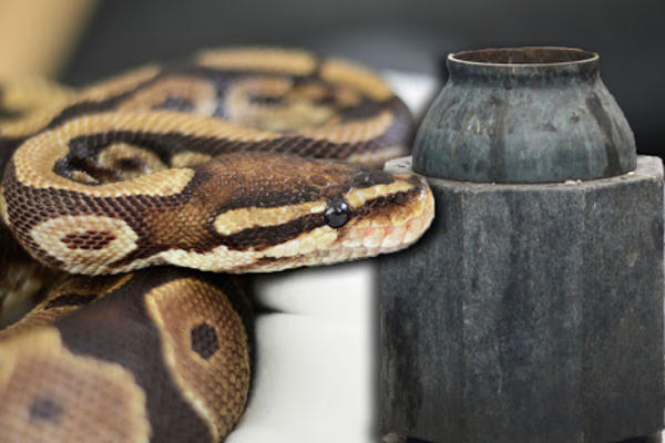 NIŠ U PANICI! Zmija od 3 metra pronađena u kanti ispred škole, ne pripada ni jednoj vrsti koje ŽIVE U SRBIJI!