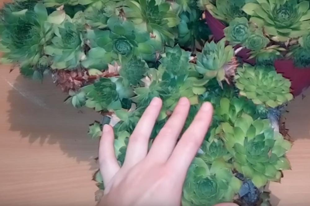 EVO ZBOG ČEGA BI SVAKA KUĆA TREBALO DA IMA ČUVARKUĆU: Malo ko ZNA za šta je KORISNA