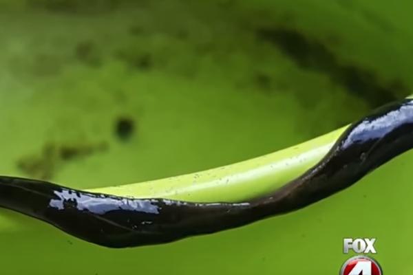 PRENOSI TEŠKE BOLESTI, NAPADA MOZAK I KIČMENU MOŽDINU: Ako ovo ugledate u svom domu nikako ga ne dodirujte rukama!